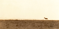 Gazelle on Plain