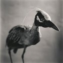 Bird, 2007