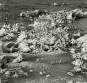 Fresh snow on brackish water