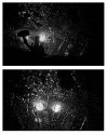 Night Owls