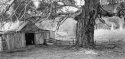 Shearing shed.