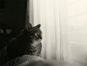 Nahla
