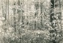 Morgan Monroe State Forest
