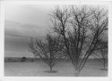 Ominous Orchard