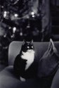 Christmas cat 1