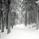 Walk in the Winter Woods