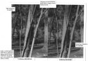 UN54 - Rodinal vs. Diafine