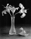Day Lilies #3