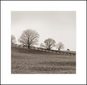Pasture