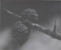 Soft Monterey Pine Cones
