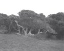 Pygmy Oaks in a Gully