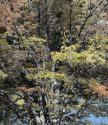 Tree (hand-colored)
