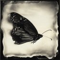 Dessicated Butterfly (print)