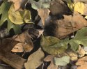 Leaves (hand-colored)