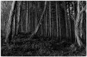 Courtown Forest print