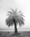 lone palm