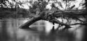 Flooded creek