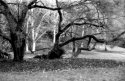 Soft Focus Trees