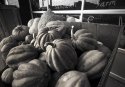 Gourds at Market