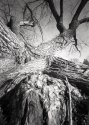 Willow Tree