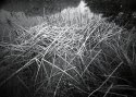 Wetland Reeds