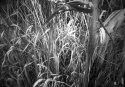 Marsh Grasses