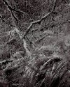 Fern - in IR