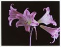Flowers and Fujioid