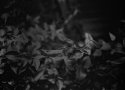 Leaves Again