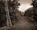 Ladders, Northern Adams County #2