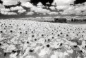 sunflowers barn ir
