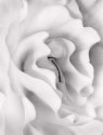 begonia