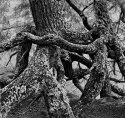 Roots