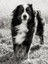 Klaus