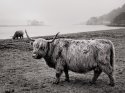 Highland Bovine
