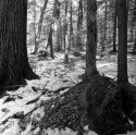 Old Growth Forest, Ashfield Western Massachusetts
