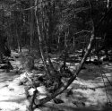 Old Growth Forest, Ashfield Western Massachusetts