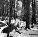 Old Growth Forest, Ashfield Western Massachusetts