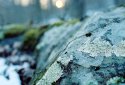 Winter Variations #4