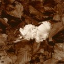 Ice crystals on beech forest floor