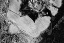 crosscut