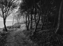Courtown Forest 2