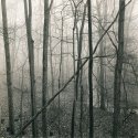 Casualty of Winter, Eagle Creek