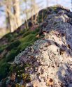 Winter Boulder