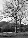 winter oaks