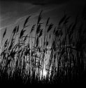 Dusk through the Reeds
