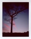 Tree in sunset