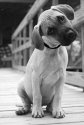 Maggie-Blackmouth Cur--AKA Old Yeller Dog