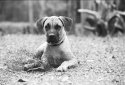 Maggie Aka Blackmouth Cur-Aka Old Yeller 6months