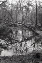 wet winter woods